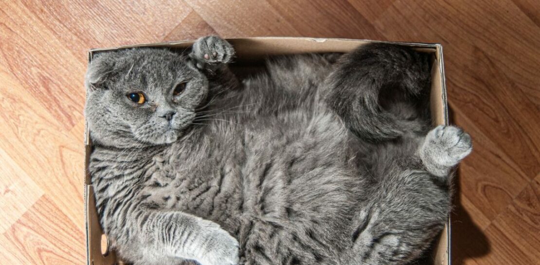 Top 5 Feline Geniuses: A Comprehensive Guide to the Most Intelligent Cat Breeds