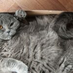 Top 5 Feline Geniuses: A Comprehensive Guide to the Most Intelligent Cat Breeds