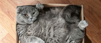 Top 5 Feline Geniuses: A Comprehensive Guide to the Most Intelligent Cat Breeds