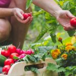 Unlock the Secret to a Bountiful Zucchini Harvest: Companion Planting for Success