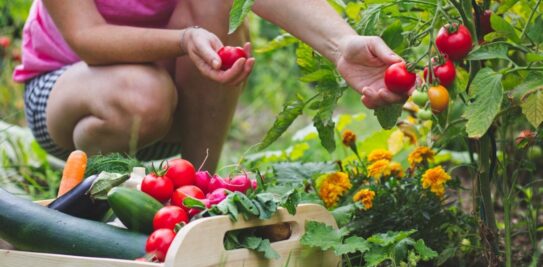 Unlock the Secret to a Bountiful Zucchini Harvest: Companion Planting for Success