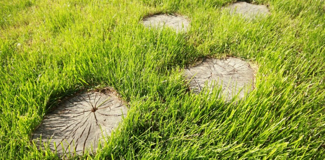 Efficient Tree Stump Removal: Mastering the Art of 3 Effective Methods