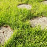 Efficient Tree Stump Removal: Mastering the Art of 3 Effective Methods