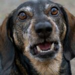 Decoding the Canine Code: Unraveling the Mystery of Selective Barking in Dogs