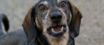 Decoding the Canine Code: Unraveling the Mystery of Selective Barking in Dogs