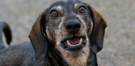 Decoding the Canine Code: Unraveling the Mystery of Selective Barking in Dogs