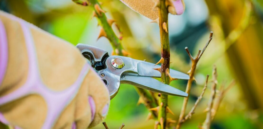 Pruning Roses: The Ultimate Guide to Cultivating Beautiful Blooms