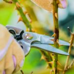 Pruning Roses: The Ultimate Guide to Cultivating Beautiful Blooms