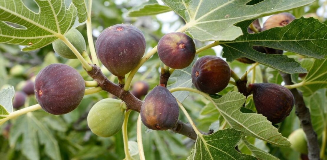 Fig Tree Pruning in Spring: A Comprehensive Guide to Cultivate a Healthy and Fruitful Fig Tree