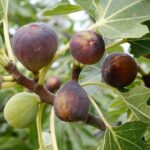Fig Tree Pruning in Spring: A Comprehensive Guide to Cultivate a Healthy and Fruitful Fig Tree