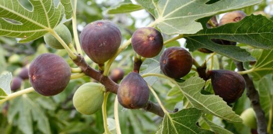 Fig Tree Pruning in Spring: A Comprehensive Guide to Cultivate a Healthy and Fruitful Fig Tree