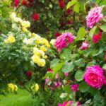 Unlocking the Floral Treasure: A Comprehensive Guide to Cultivating Bountiful Roses