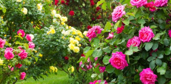 Unlocking the Floral Treasure: A Comprehensive Guide to Cultivating Bountiful Roses