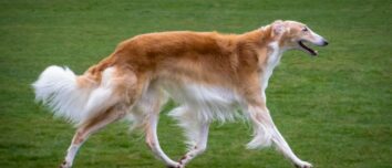 Discover the 7 Colossal Canines: Largest and Fattest Dog Breeds in the World