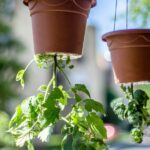 Inverted Tomato Cultivation: A Revolutionary Approach to Space Optimization