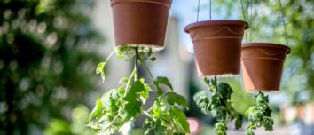 Inverted Tomato Cultivation: A Revolutionary Approach to Space Optimization