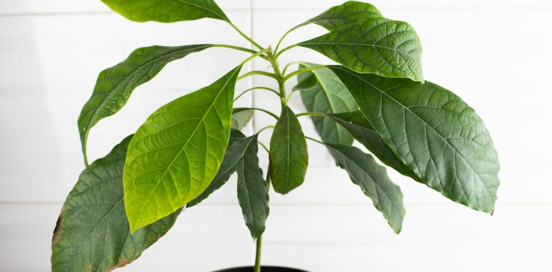 Unlock the Secrets of Avocado Cultivation: Expert Tips for Sprouting and Growing an Avocado Pit like a Pro