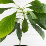 Unlock the Secrets of Avocado Cultivation: Expert Tips for Sprouting and Growing an Avocado Pit like a Pro