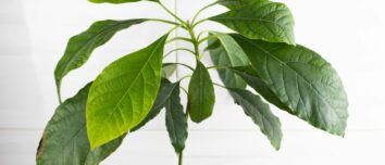 Unlock the Secrets of Avocado Cultivation: Expert Tips for Sprouting and Growing an Avocado Pit like a Pro