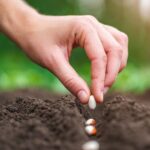 Unlocking the Secrets of Successful Bean Sowing: Your Comprehensive Guide to a Thriving Bean Garden