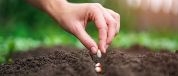 Unlocking the Secrets of Successful Bean Sowing: Your Comprehensive Guide to a Thriving Bean Garden