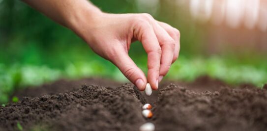 Unlocking the Secrets of Successful Bean Sowing: Your Comprehensive Guide to a Thriving Bean Garden