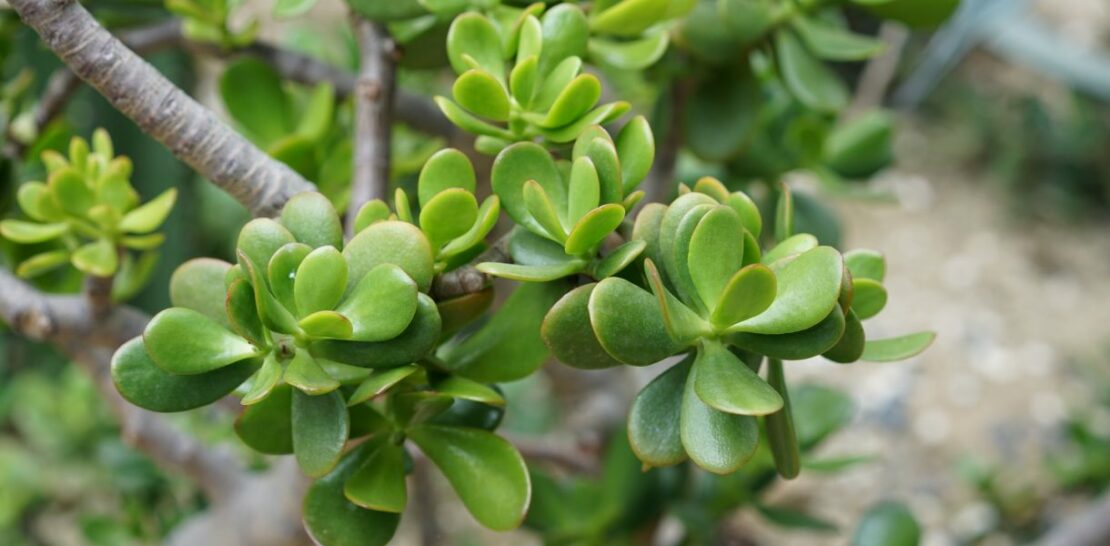 Unlocking the Secrets to a Flourishing Jade Tree: A Comprehensive Guide