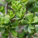 Unlocking the Secrets to a Flourishing Jade Tree: A Comprehensive Guide
