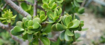 Unlocking the Secrets to a Flourishing Jade Tree: A Comprehensive Guide