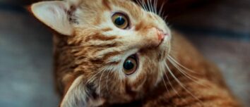 Alley Cats vs. Pedigree Cats: Unraveling the Feline Mystique