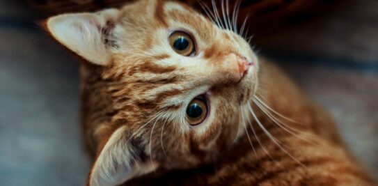 Alley Cats vs. Pedigree Cats: Unraveling the Feline Mystique