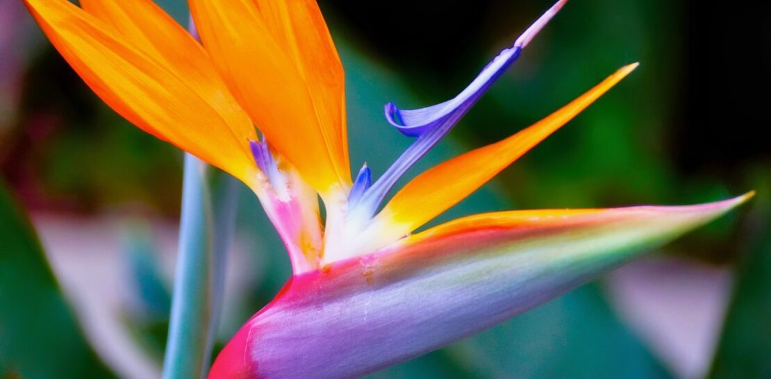 Unveiling the Blossoms of the Zodiac: Your Astrological Sign's Floral Connection