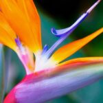 Unveiling the Blossoms of the Zodiac: Your Astrological Sign's Floral Connection