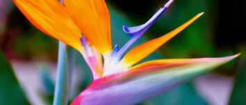 Unveiling the Blossoms of the Zodiac: Your Astrological Sign's Floral Connection