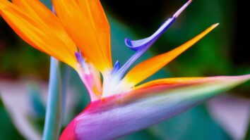 Unveiling the Blossoms of the Zodiac: Your Astrological Sign's Floral Connection