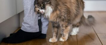 Decoding the Purrfect Communication: The Secret Behind Your Cat's Affectionate Rubs