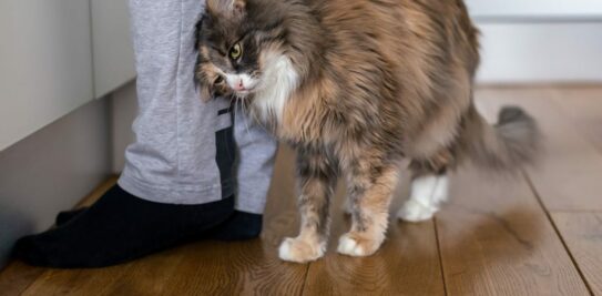 Decoding the Purrfect Communication: The Secret Behind Your Cat's Affectionate Rubs