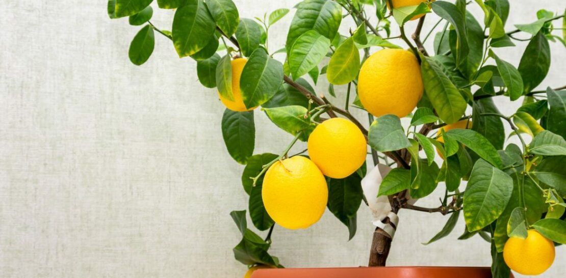 Growing and Maintaining a Lemon Tree in a Pot: The Ultimate Guide