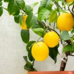 Growing and Maintaining a Lemon Tree in a Pot: The Ultimate Guide