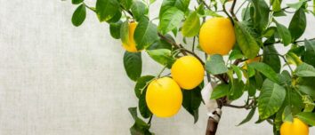 Growing and Maintaining a Lemon Tree in a Pot: The Ultimate Guide