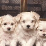 All about the Maltese: Exploring the Richness of Language, Culture, and History