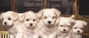 All about the Maltese: Exploring the Richness of Language, Culture, and History