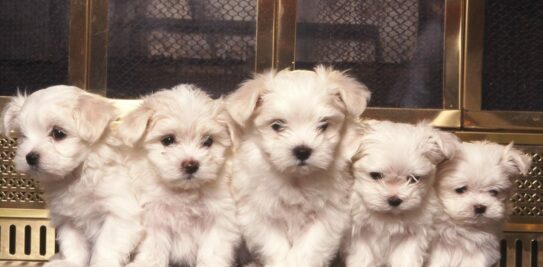 All about the Maltese: Exploring the Richness of Language, Culture, and History