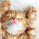 The Ultimate Cat Connoisseur Challenge: 15 Tough Questions to Test Your Feline Knowledge