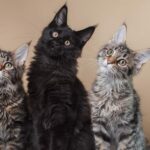 The Top 10 Cat Breeds with the Least Health Concerns: A Comprehensive Guide