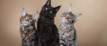 The Top 10 Cat Breeds with the Least Health Concerns: A Comprehensive Guide