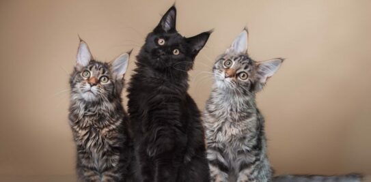 The Top 10 Cat Breeds with the Least Health Concerns: A Comprehensive Guide