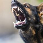 The Terrifying Top 12: Most Dangerous Dog Breeds in the World