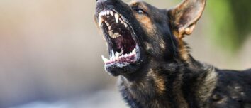 The Terrifying Top 12: Most Dangerous Dog Breeds in the World