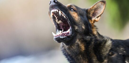 The Terrifying Top 12: Most Dangerous Dog Breeds in the World
